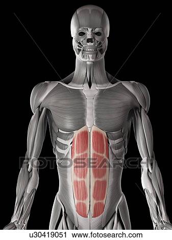 Human abdominal muscles, illustration View Large Illustration Clip Art - Human abdominal muscles, illustration. Fotosearch