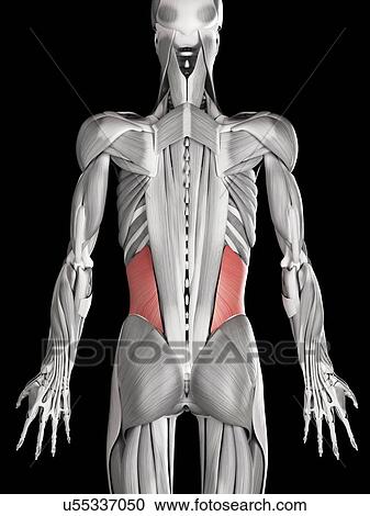 Clipart - Human abdominal muscles, illustration. Fotosearch