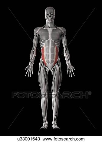 Human abdominal muscles, illustration View Large Illustration Drawing - Human abdominal muscles, illustration. Fotosearch