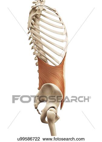 Drawing - Human abdominal muscles, illustration. Fotosearch