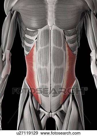 Human abdominal muscles, illustration View Large Illustration Stock Illustration - Human abdominal muscles, illustration. Fotosearch