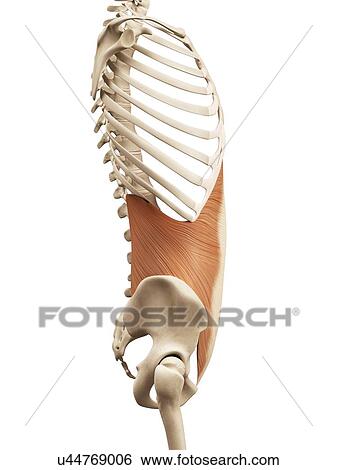 Human abdominal muscles, illustration View Large Illustration Stock Illustration - Human abdominal muscles, illustration. Fotosearch