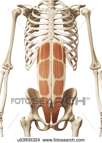 Human abdominal muscles, illustration View Large Illustration Stock Illustration - Human abdominal muscles, illustration. Fotosearch