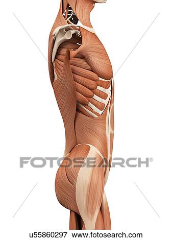 Human abdominal muscles, illustration View Large Illustration Stock Illustration - Human abdominal muscles, illustration. Fotosearch