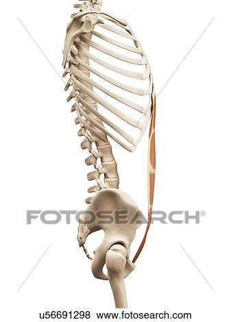 Stock Illustration - Human abdominal muscles, illustration. Fotosearch