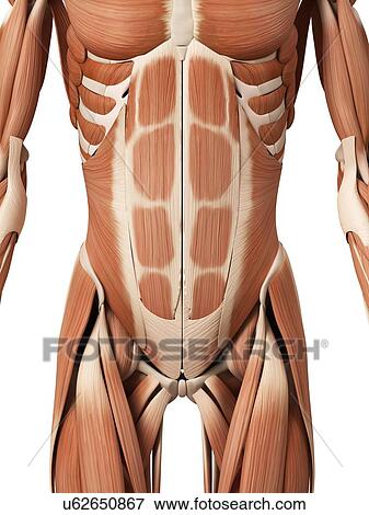 Stock Illustration - Human abdominal muscles, illustration. Fotosearch