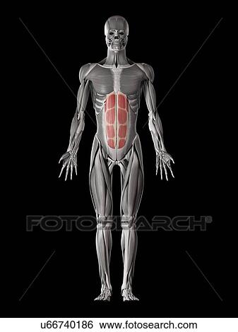 Human abdominal muscles, illustration View Large Illustration Stock Illustration - Human abdominal muscles, illustration. Fotosearch