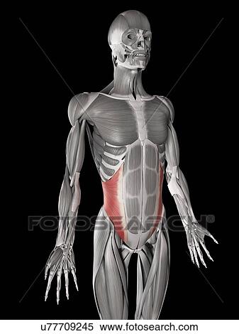 Human abdominal muscles, illustration View Large Illustration Stock Illustration - Human abdominal muscles, illustration. Fotosearch