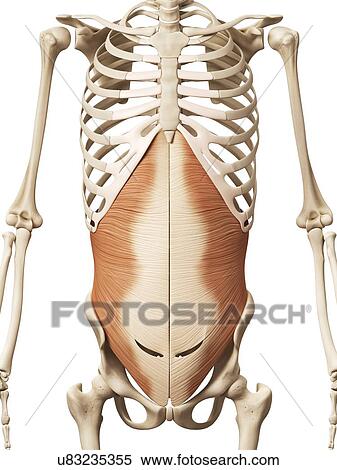 Stock Illustration - Human abdominal muscles, illustration. Fotosearch