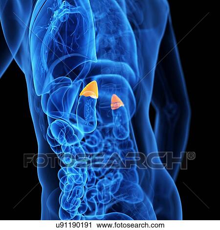 Clip Art - Human adrenal glands, illustration. Fotosearch