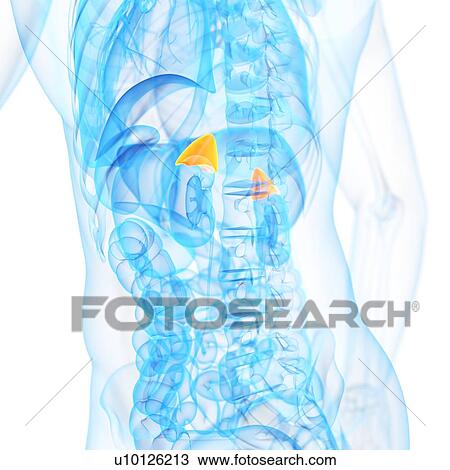 Human adrenal glands, illustration View Large Illustration Drawing - Human adrenal glands, illustration. Fotosearch