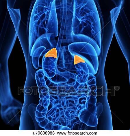 Drawing - Human adrenal glands, illustration. Fotosearch