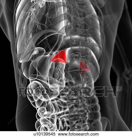 Stock Illustration - Human adrenal glands, illustration. Fotosearch