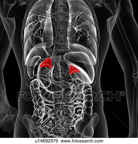 Human adrenal glands, illustration View Large Illustration Stock Illustration - Human adrenal glands, illustration. Fotosearch