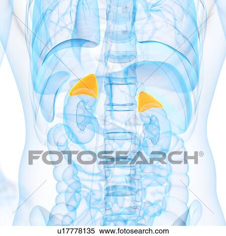 Stock Illustration - Human adrenal glands, illustration. Fotosearch