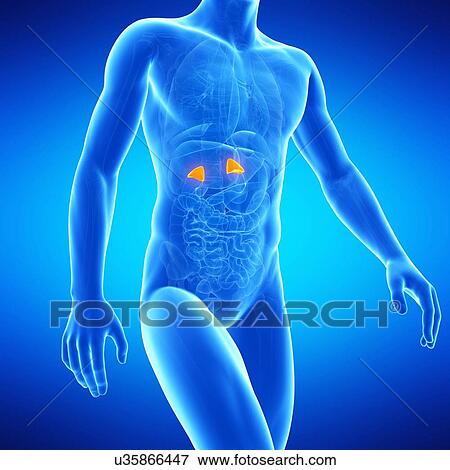 Human adrenal glands, illustration View Large Illustration Stock Illustration - Human adrenal glands, illustration. Fotosearch
