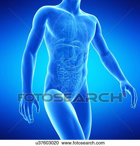 Clipart - Human anatomy, illustration. Fotosearch