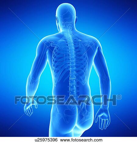 Human anatomy, illustration View Large Illustration Stock Illustration - Human anatomy, illustration. Fotosearch