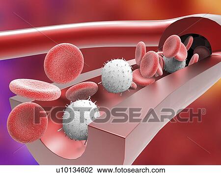 Human artery with blood cells, artwork View Large Illustration Drawing - Human artery with blood cells, artwork. Fotosearch