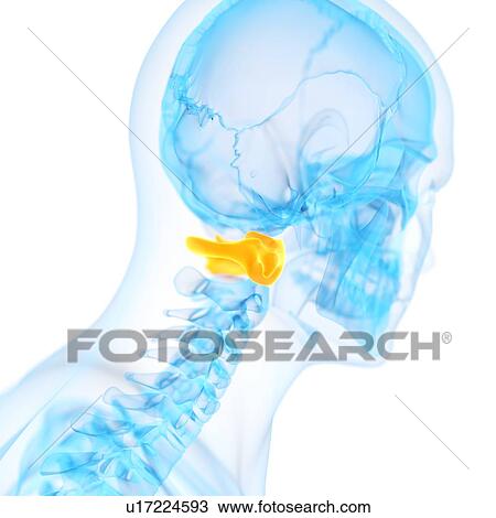 Human atlas vertebrae, illustration View Large Illustration Drawing - Human atlas vertebrae, illustration. Fotosearch