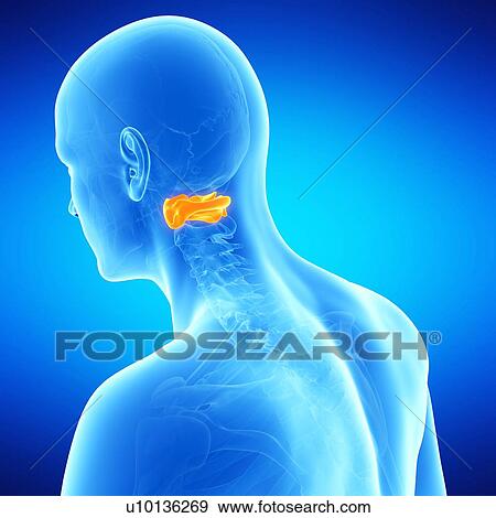 Stock Illustration - Human atlas vertebrae, illustration. Fotosearch