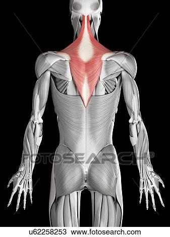 Drawing - Human back and neck muscles, illustration. Fotosearch
