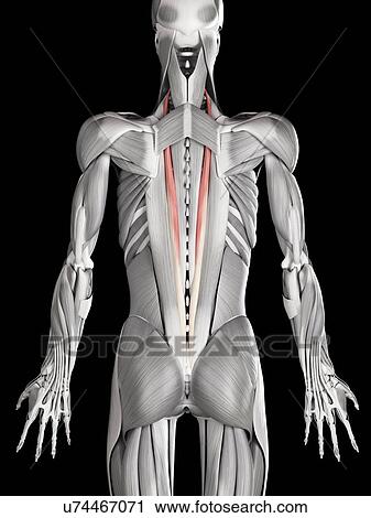 Clip Art - Human back muscles, illustration. Fotosearch