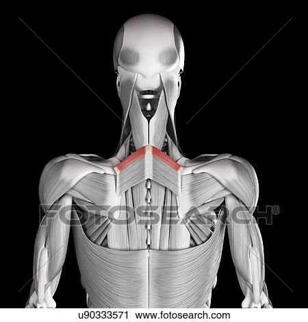 Clip Art - Human back muscles, illustration. Fotosearch