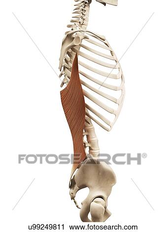Clip Art - Human back muscles, illustration. Fotosearch