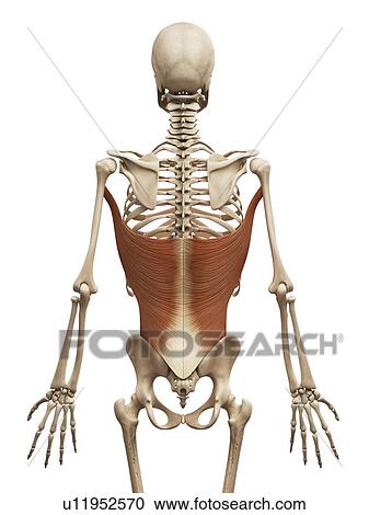 Clipart - Human back muscles, illustration. Fotosearch
