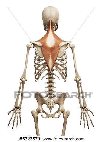 Clipart - Human back muscles, illustration. Fotosearch