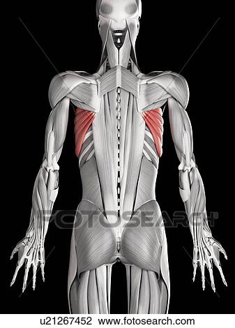 Drawing - Human back muscles, illustration. Fotosearch