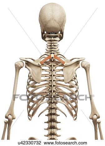 Human back muscles, illustration View Large Illustration Drawing - Human back muscles, illustration. Fotosearch