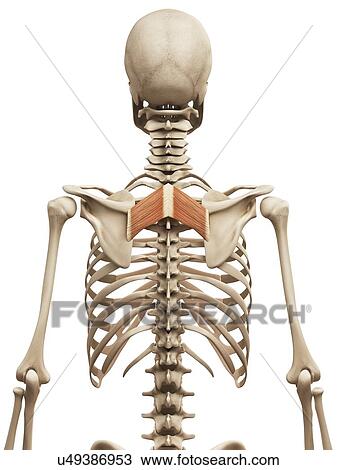 Human back muscles, illustration View Large Illustration Drawing - Human back muscles, illustration. Fotosearch