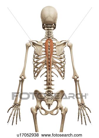 Stock Illustration - Human back muscles, illustration. Fotosearch