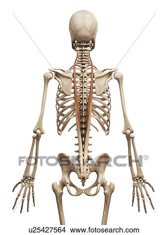 Stock Illustration - Human back muscles, illustration. Fotosearch