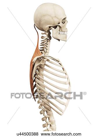 Stock Illustration - Human back muscles, illustration. Fotosearch