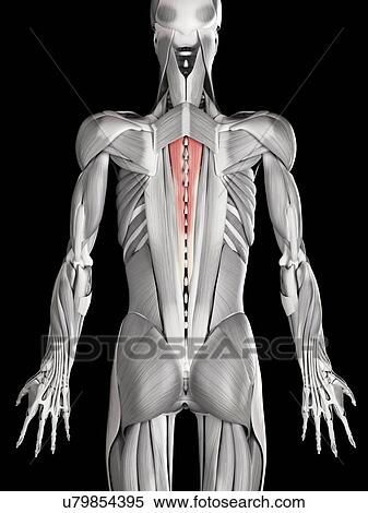 Human back muscles, illustration View Large Illustration Stock Illustration - Human back muscles, illustration. Fotosearch