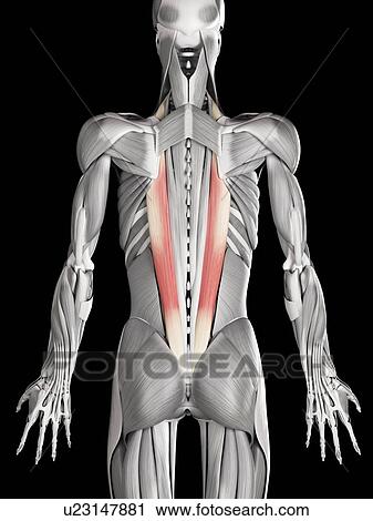 Clip Art - Human beck muscles, illustration. Fotosearch