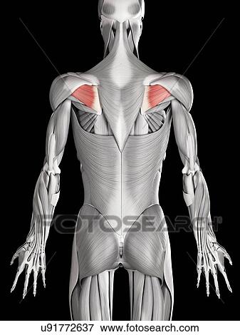 Stock Illustration - Human beck muscles, illustration. Fotosearch