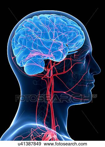 Human brain and arteries, illustration View Large Illustration Stock Illustration - Human brain and arteries, illustration. Fotosearch