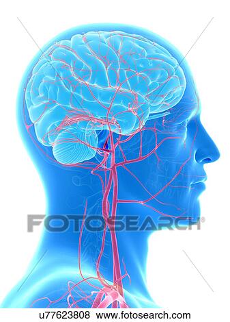 Human brain and arteries, illustration View Large Illustration Stock Illustration - Human brain and arteries, illustration. Fotosearch