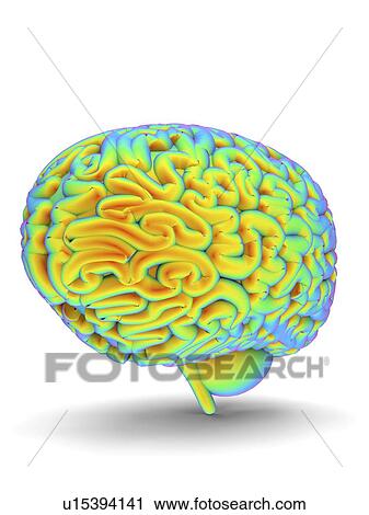 Clip Art - Human brain, artwork. Fotosearch
