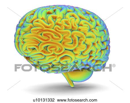 Human brain, artwork View Large Illustration Drawing - Human brain, artwork. Fotosearch