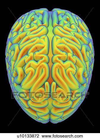 Human brain, artwork View Large Illustration Drawing - Human brain, artwork. Fotosearch