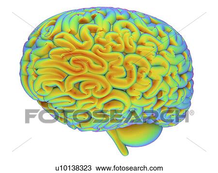 Drawing - Human brain, artwork. Fotosearch