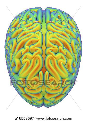 Human brain, artwork View Large Illustration Stock Illustration - Human brain, artwork. Fotosearch