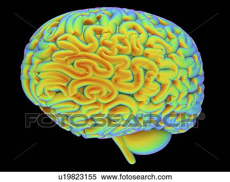 Stock Illustration - Human brain, artwork. Fotosearch