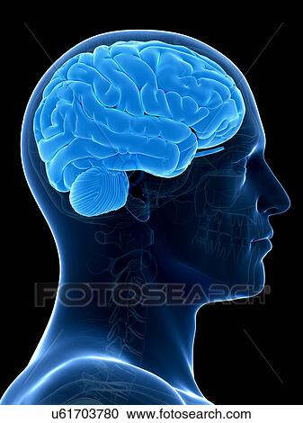 Clipart - Human brain, illustration. Fotosearch