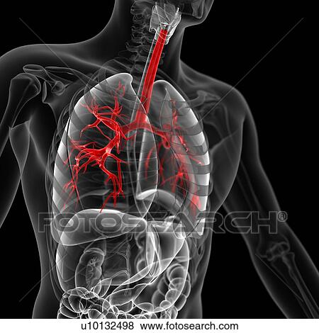 Human bronchi, illustration View Large Illustration Stock Illustration - Human bronchi, illustration. Fotosearch